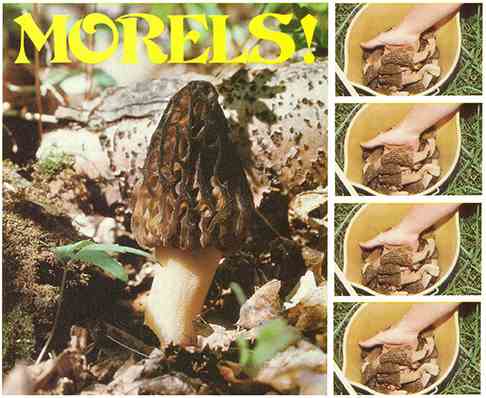 Don't Miss Out on Morel Hunting